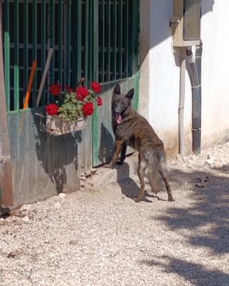 Pastore Olandese 2 anni dolcissima e sana