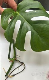 Talea monstera deliciosa