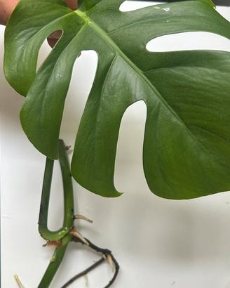 Talea monstera deliciosa