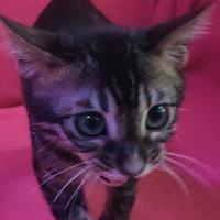 Gattino Bengala maschietto