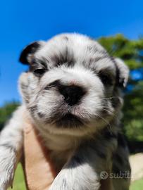 Bulldog francese