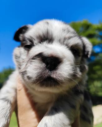 Bulldog francese