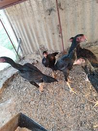 O Shamo pulcini
