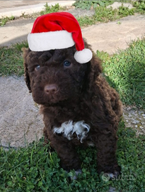 Lagotto romagnolo