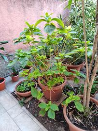 Ortensia in vaso, colore rosa