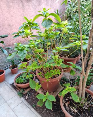 Ortensia in vaso, colore rosa