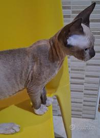 Gattini don sphynx e loro incroci