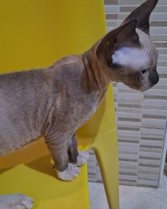 Gattini don sphynx e loro incroci