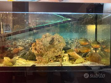 Acquario Aquael 300lt piu Piranas