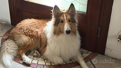 Cane lessie