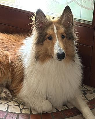 Cane lessie