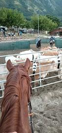 Castrone qh 6anni
