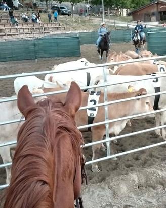 Castrone qh 6anni