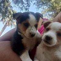 Piccoli cuccioli