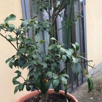 Piante mandarino cinese