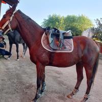 MORGAN - Cavallo elegante e sano
