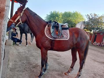 MORGAN - Cavallo elegante e sano
