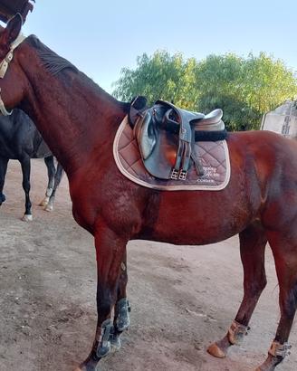 MORGAN - Cavallo elegante e sano