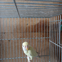 Coppie inseparabili