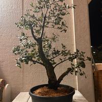 Bonsai  sughera