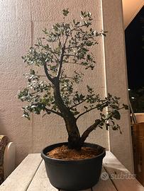Bonsai  sughera