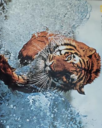 Libro Fotografia di natura