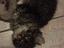 Immagine 4