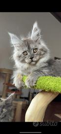 Cuccioli di Maine Coon con pedigree
