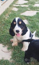 cocker spaniel inglese 