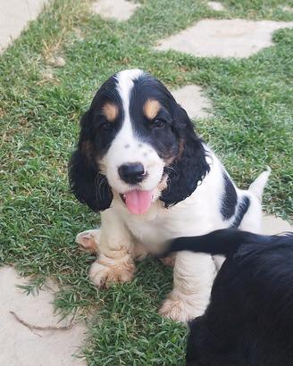 cocker spaniel inglese 