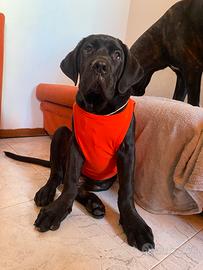 Cane corso