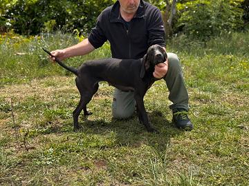 Bracca pointer 11 mesi