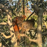 Fagiani dorati ornamentali