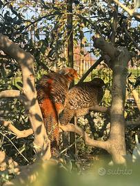 Fagiani dorati ornamentali