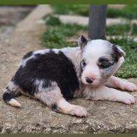 Cuccioli border collie femmine