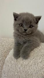 Scottish straight blue gattini