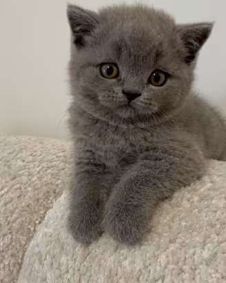Scottish straight blue gattini