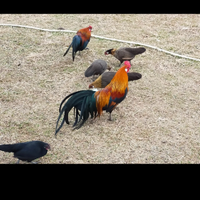 Galline e galli Fenix giovani