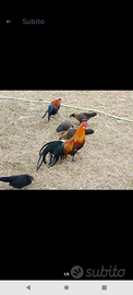 Galline e galli Fenix giovani