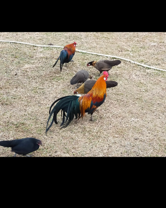 Galline e galli Fenix giovani