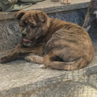 ULTIMA CUCCIOLA Cuccioli meticci taglia media