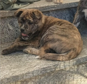 ULTIMA CUCCIOLA Cuccioli meticci taglia media