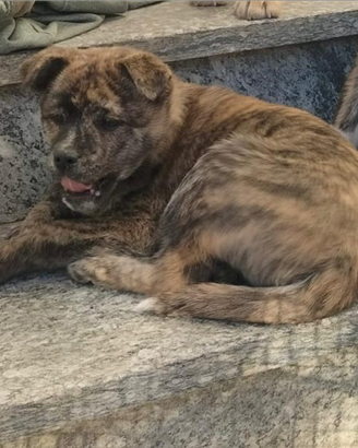 ULTIMA CUCCIOLA Cuccioli meticci taglia media