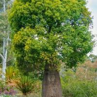 Albero bottiglia ,pianta rara
