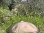 Immagine 4