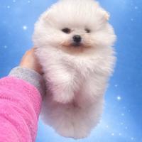 Spitz tedesco nano ( Pomerania)