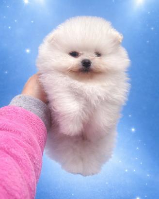 Spitz tedesco nano ( Pomerania)