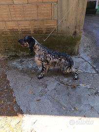 Setter inglesi