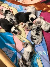 Cuccioli di pastore australiano