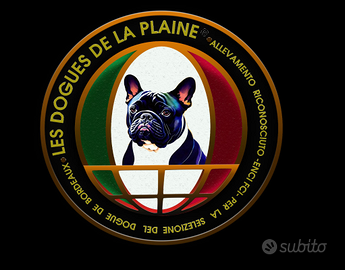 Bulldog francese pedigree enci